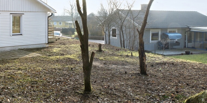 Grannens Träd över Min Tomt