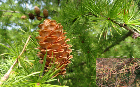 lärkträd och barrlöss