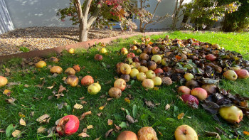 Bygg en enkel kompost för trädgårdsavfall - Gör det själv