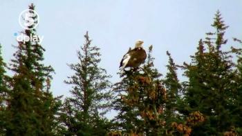 USA:s nationalfågel skymtas i Bergs drömkåk