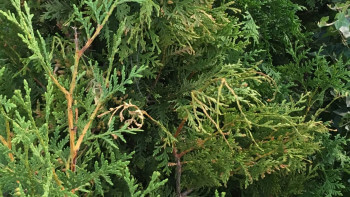 Mest lästa trådarna 2019