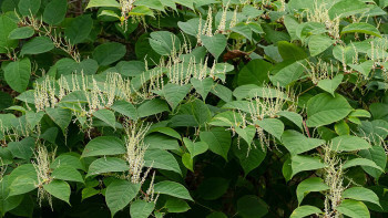 Husägarnas mardrömsväxt hotar nu Botaniska trädgården