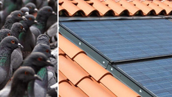 Duvor under solceller ett växande problem