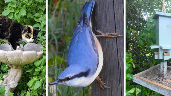 Fåglar i trädgården - metoder för att locka eller hålla dem på avstånd