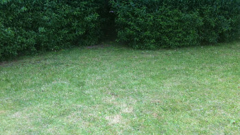 Gödsla gräsmattan rätt