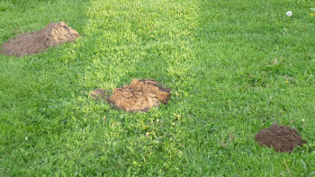 Ett husmorsknep mot mullvadar som funkade + några andra metoder