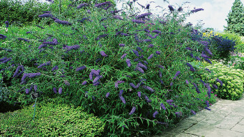 8 snabbväxande buskar till trädgården