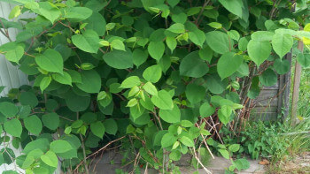 Kommun har bekämpat parkslide med hetvattenånga