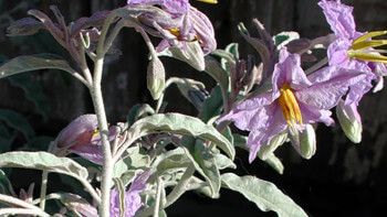 Se upp för silverskatta - ett nytt ogräs som blir starkare när du klipper det