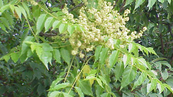 Genève satsar på invasiva träd