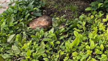 Fräste bort två stubbar - tid och pris!