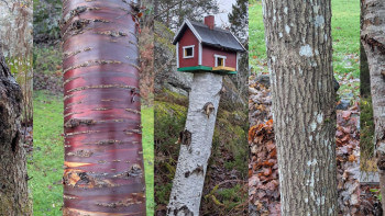 Träden som är mest värdefulla  i din trädgård