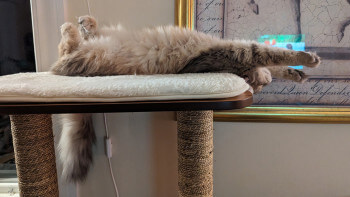 Så inreder du huset optimalt för din katt – expertens bästa råd