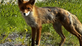 Sluta mata rävar i villaområden - kommunens skyddsjägare uppmanar