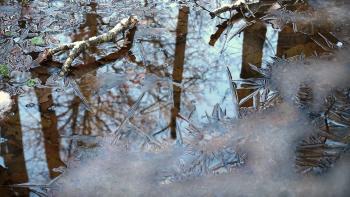 Mildare elpris i februari