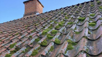 Hennes trädgård vissnar efter tak- och fasadtvätt