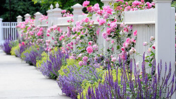 Välj rätt rosor till din trädgård
