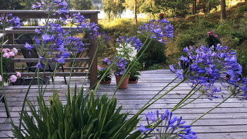 7 läckra lila blommor till trädgården