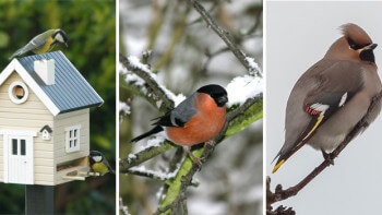 Så lockar du småfåglar till trädgården