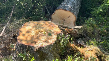 Politiker och granne i segdragen tomtstrid