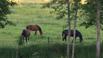Hästhage och allergisk granne leder till grannfejd