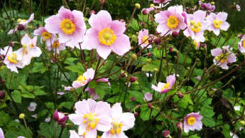 Höstblommor