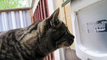 Kattlucka - typer, funktioner, priser