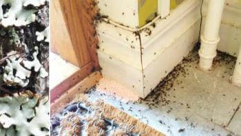 Myror i hus och trädgård