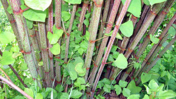 Tingsrätten: Köparna visste om parkslide