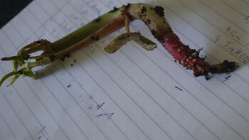 Vill förbjuda försäljning av parkslide