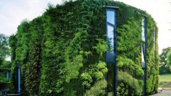 Växtvägg: Så funkar det och så bygger du