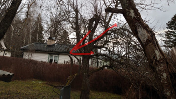 Sågade ner grenar på kommunens träd - döms för skadegörelse