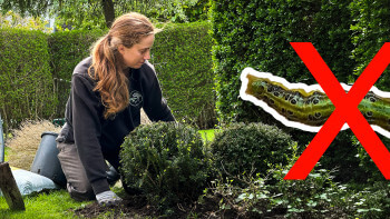 Buxbom – vanliga sjukdomar + fem bra ersättare