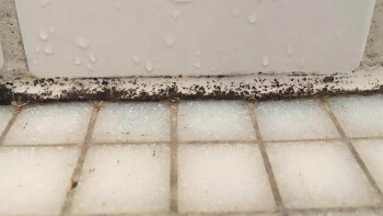 Svartmögel - allt du behöver veta