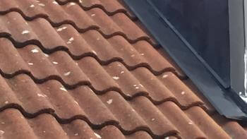 Anticimex får bakläxa av ARN