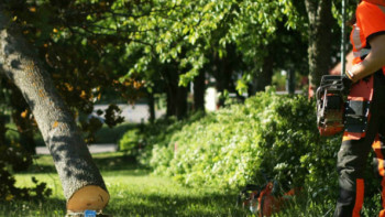 Fälla träd på tomten