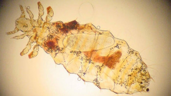 Manifesterande trälus sprider sig i södra Sverige