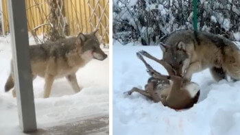 Hade varg i trädgården