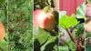 Fruktträd – goda sorter, inköpspris, näringsinnehåll – bli självförsörjande på ekologisk frukt och bär