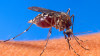 Boende i Gävleborg plågas av myggor