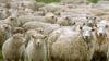 Bastu till fåren blir tillsynsärende hos kommunen