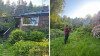 Övervuxet hus omgivet av grönska och stor blommande rhododendron.