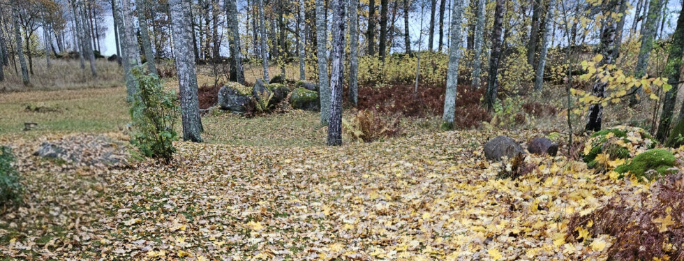 Löv