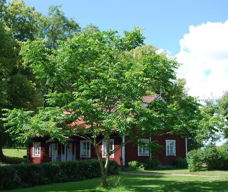 Manchurisk valnöt hos bloggaren Hasse Wester Stockholms gröna rum.