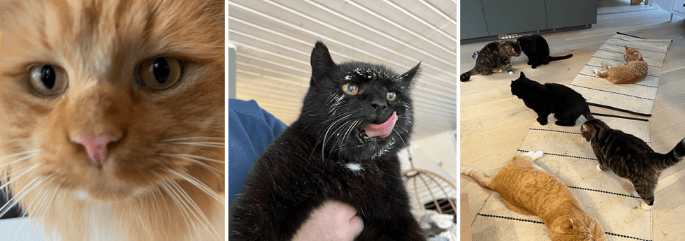 Katter
