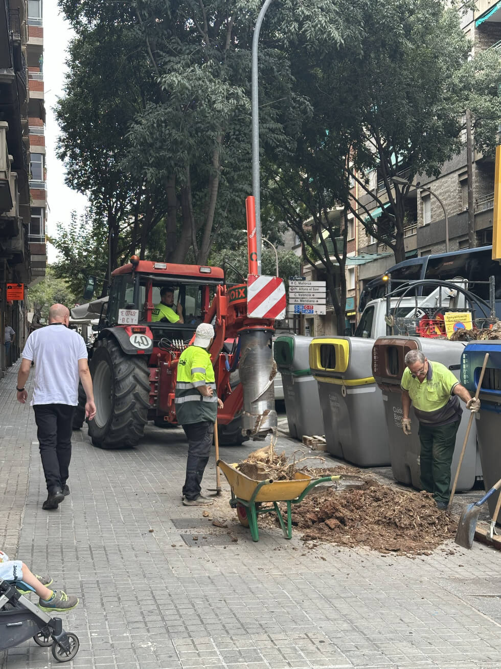 Stubbfräs stort träd