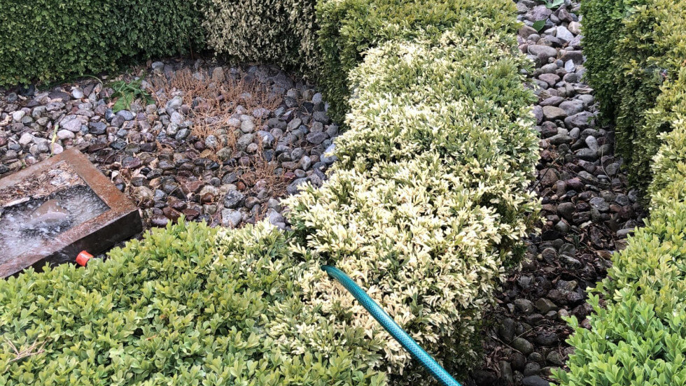 Buxbomsjukan på låg buxbomhäck