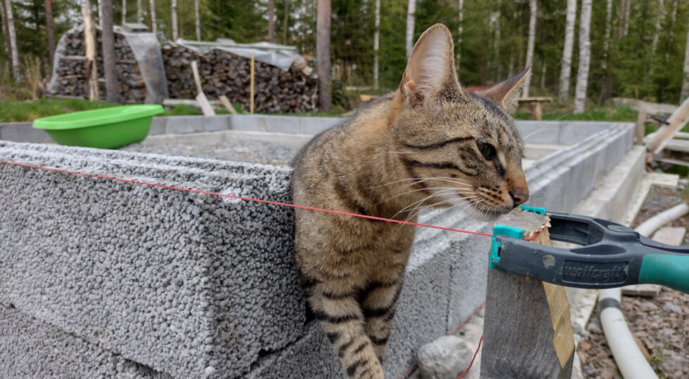 Katten leker