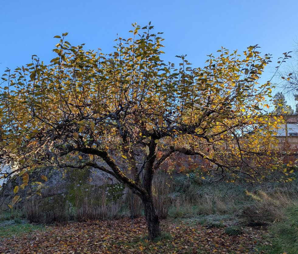 Glanskörsbär