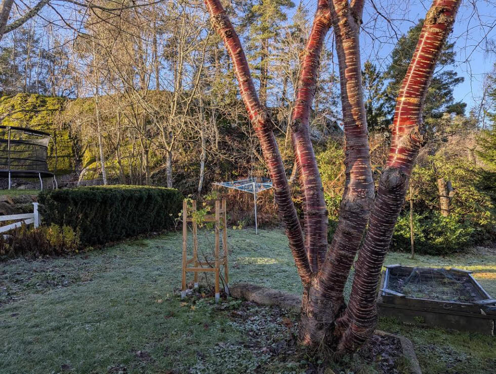 Glanskörsbär